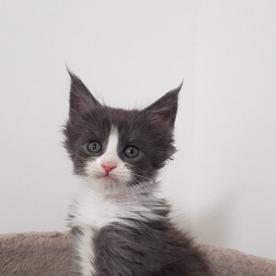 Pandemonium U3 Femelle Maine coon