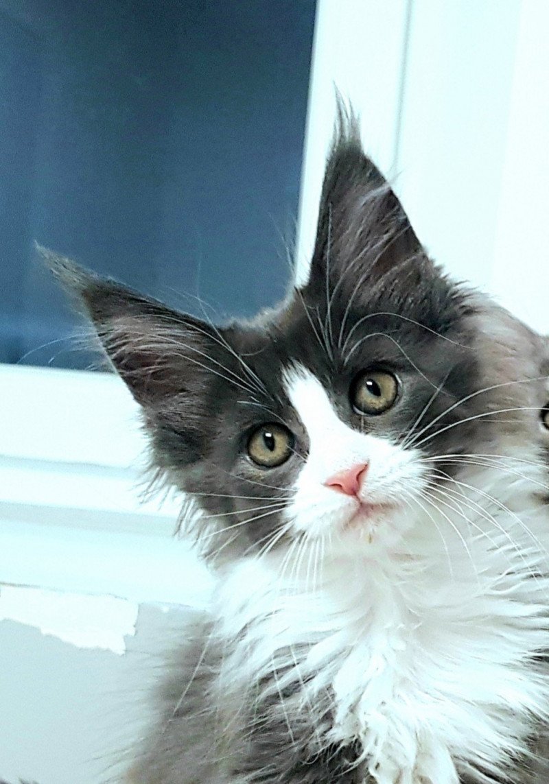 Pandemonium U'Fidji Femelle Maine coon Pandemonium U'Fidji Femelle Maine coon