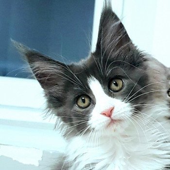 chaton Maine coon blue smoke & blanc U3 Chatterie Pandemonium