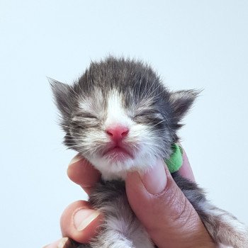 chaton Maine coon blue smoke & blanc Chatterie Pandemonium