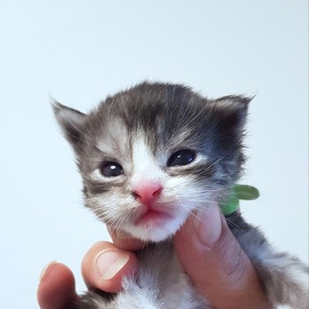 chaton Maine coon blue smoke & blanc Chatterie Pandemonium