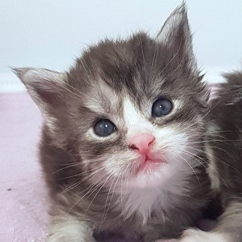 chaton Maine coon blue smoke & blanc Chatterie Pandemonium