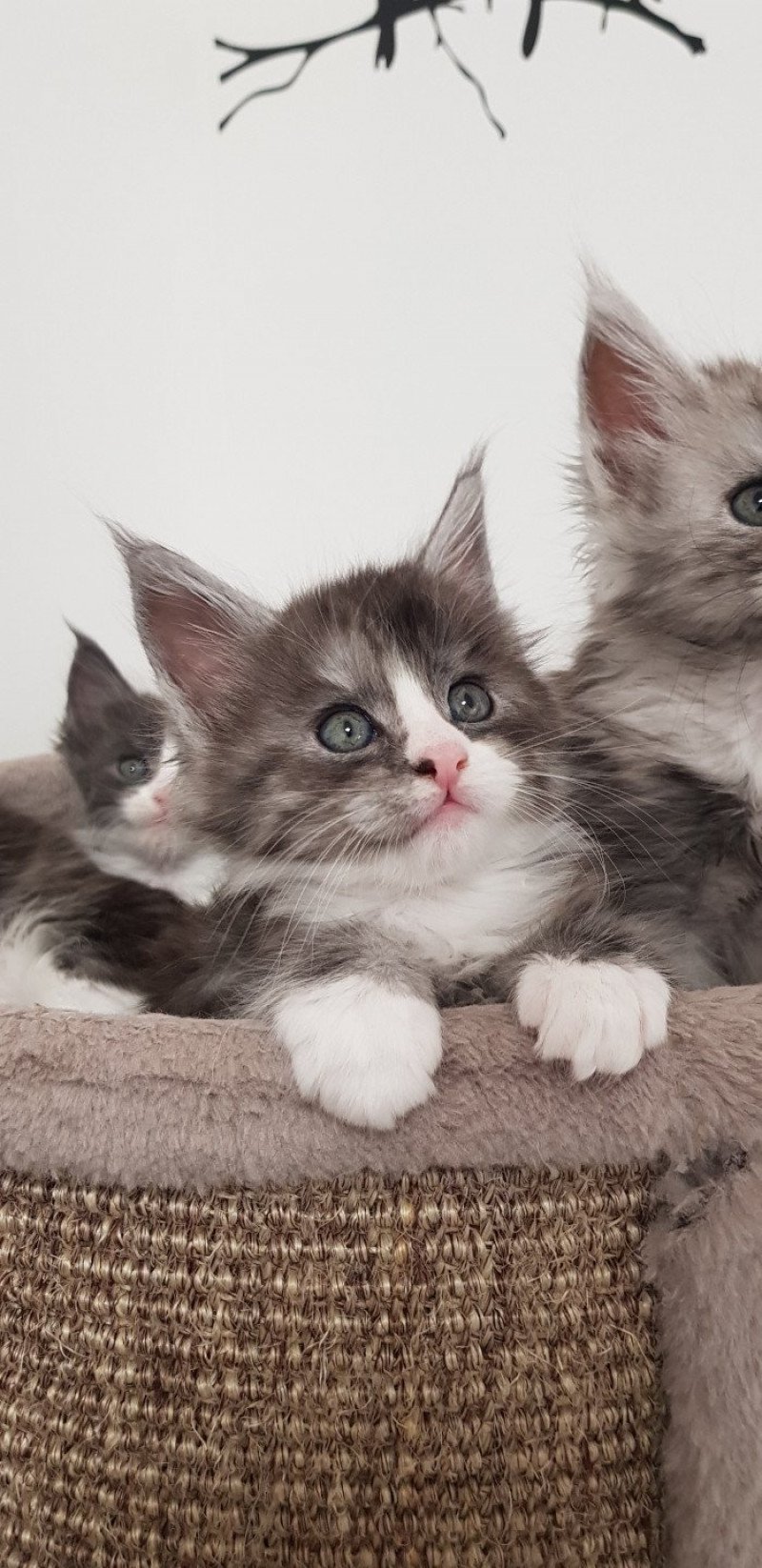 Pandemonium U4 Femelle Maine coon Pandemonium U4 Femelle Maine coon