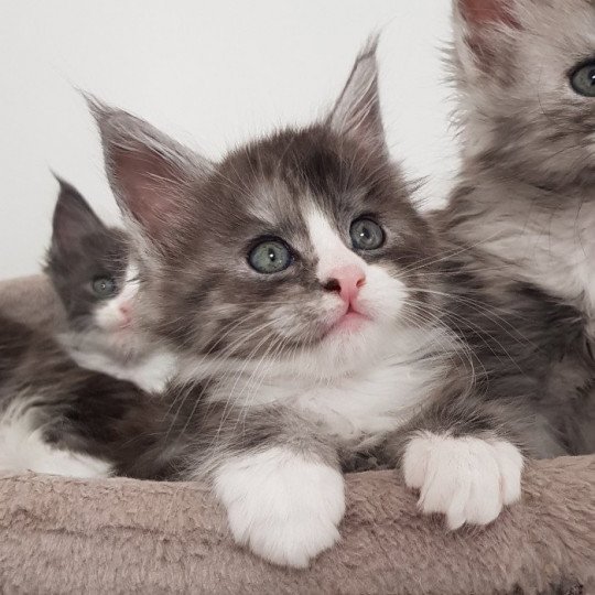 Pandemonium U4 Femelle Maine coon