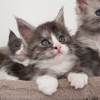 chaton Maine coon black smoke & blanc U4 Chatterie Pandemonium