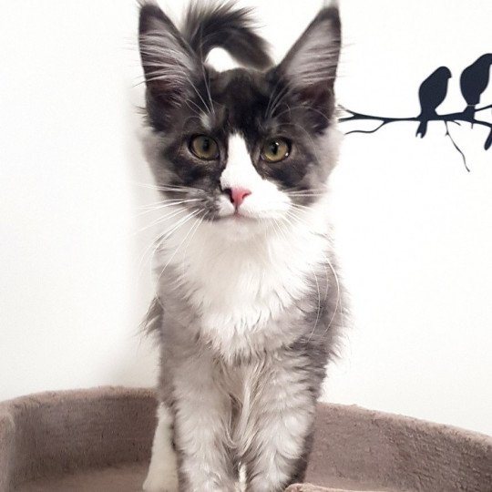 Pandemonium U'Maoi Femelle Maine coon