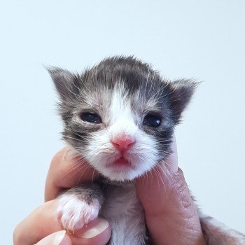 chaton Maine coon black smoke & blanc Chatterie Pandemonium chaton Maine coon black smoke & blanc Chatterie Pandemonium