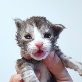 chaton Maine coon black smoke & blanc Chatterie Pandemonium