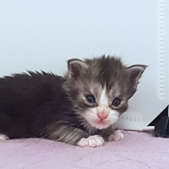 chaton Maine coon black smoke & blanc Chatterie Pandemonium