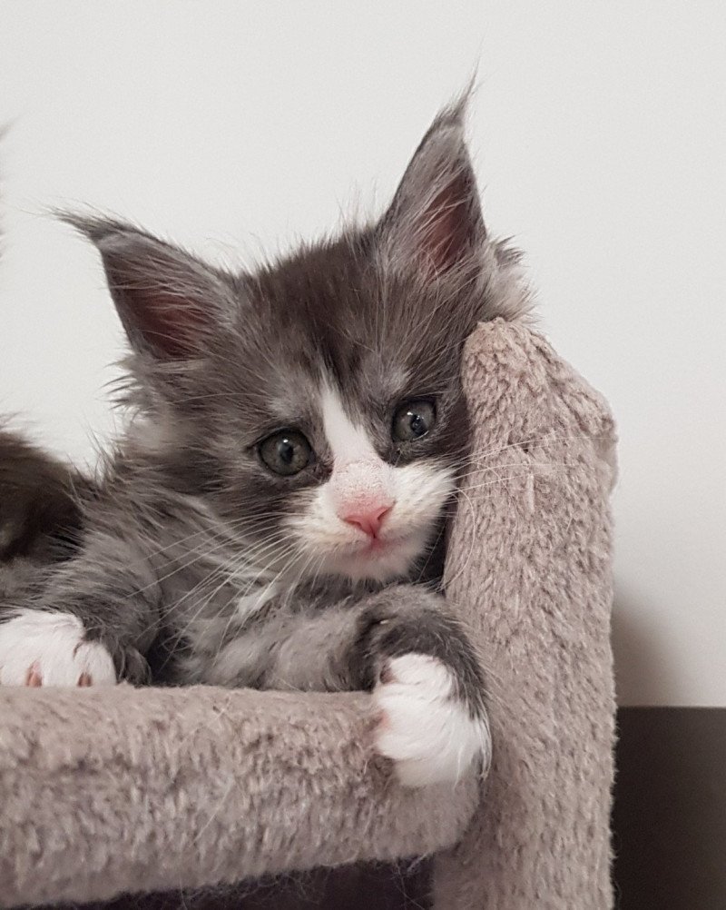 Pandemonium U5 Femelle Maine coon