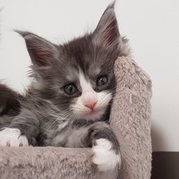 chaton Maine coon black smoke & blanc U5 Chatterie Pandemonium chaton Maine coon black smoke & blanc U5 Chatterie Pandemonium