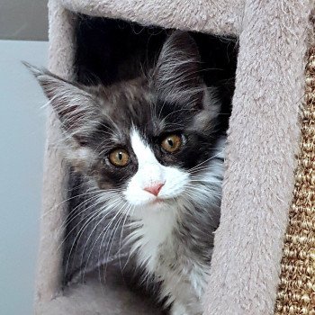 chaton Maine coon black smoke & blanc U5 Chatterie Pandemonium chaton Maine coon black smoke & blanc U5 Chatterie Pandemonium