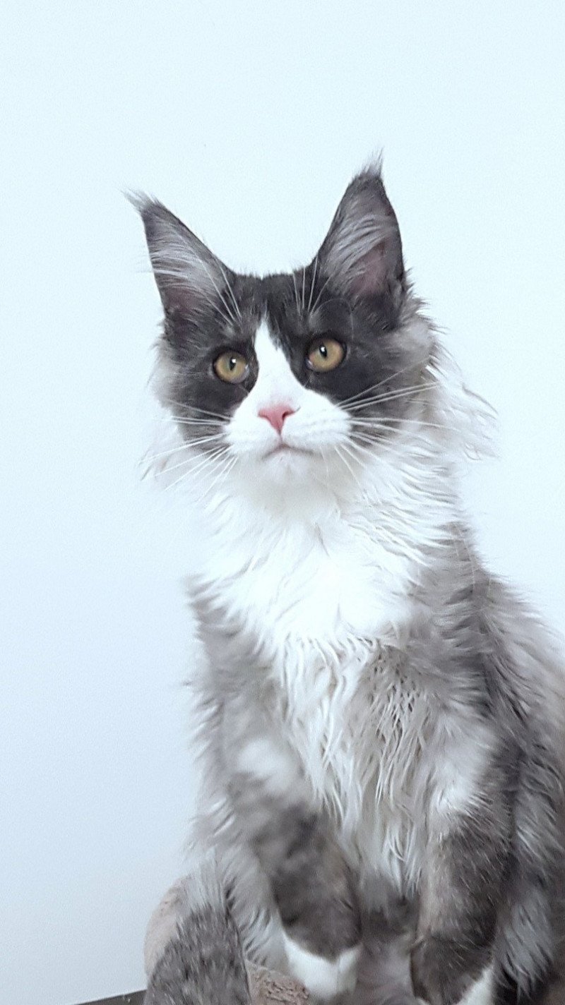 Pandemonium U'Bali Femelle Maine coon Pandemonium U'Bali Femelle Maine coon