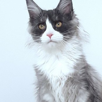 chaton Maine coon black smoke & blanc U'Bali Chatterie Pandemonium chaton Maine coon black smoke & blanc U'Bali Chatterie Pandemonium