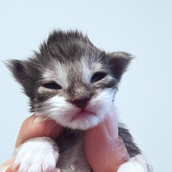 chaton Maine coon black smoke & blanc Chatterie Pandemonium