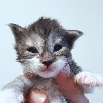 chaton Maine coon black smoke & blanc Chatterie Pandemonium chaton Maine coon black smoke & blanc Chatterie Pandemonium