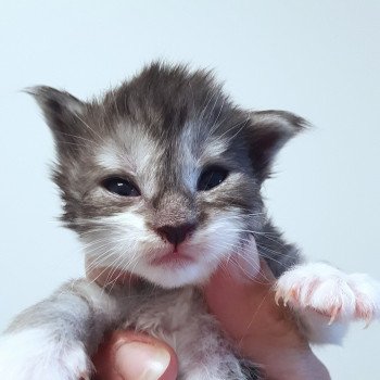 chaton Maine coon black smoke & blanc Chatterie Pandemonium