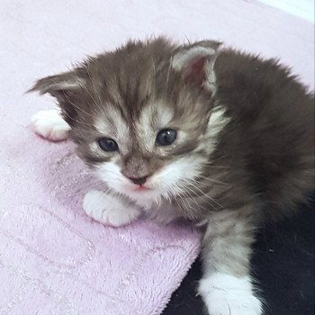 chaton Maine coon black smoke & blanc Chatterie Pandemonium chaton Maine coon black smoke & blanc Chatterie Pandemonium