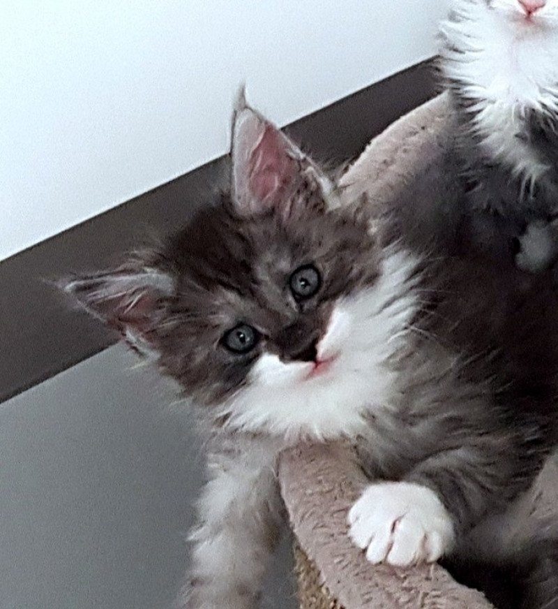 Pandemonium U6 Mâle Maine coon Pandemonium U6 Mâle Maine coon