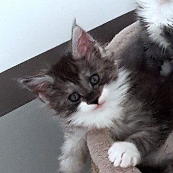 chaton Maine coon black smoke & blanc U6 Chatterie Pandemonium chaton Maine coon black smoke & blanc U6 Chatterie Pandemonium