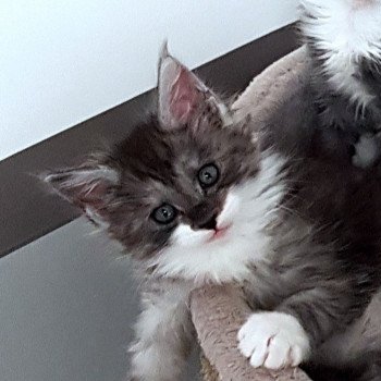 chaton Maine coon black smoke & blanc U6 Chatterie Pandemonium