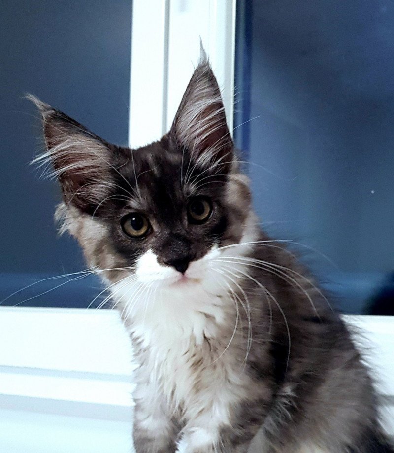 Pandemonium U' Zouzou Mâle Maine coon Pandemonium U' Zouzou Mâle Maine coon