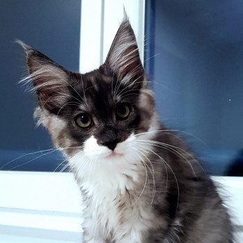 chaton Maine coon black smoke & blanc U6 Chatterie Pandemonium