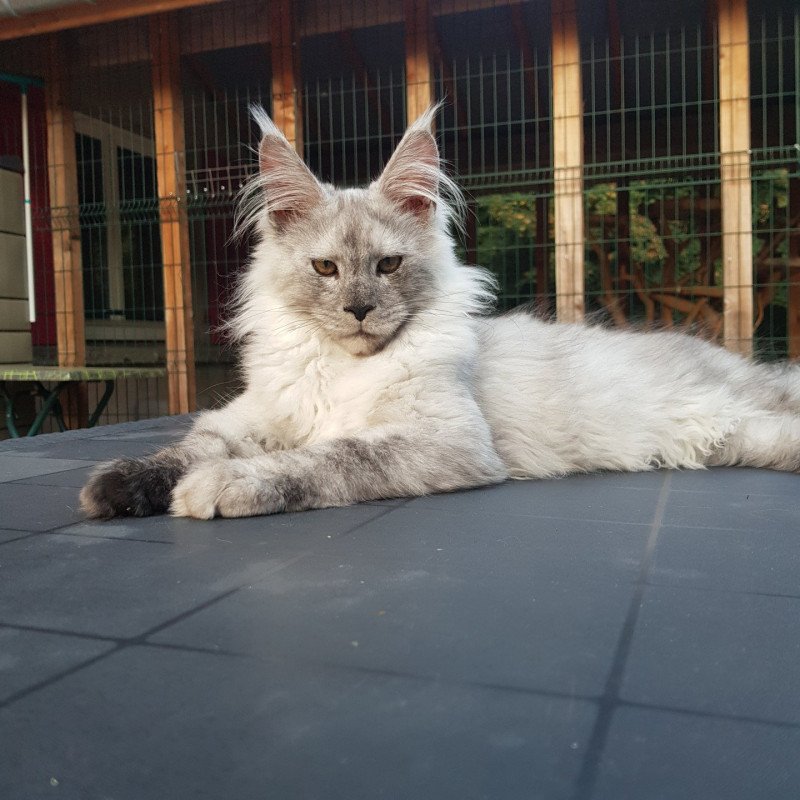 Apollon Mâle Maine coon