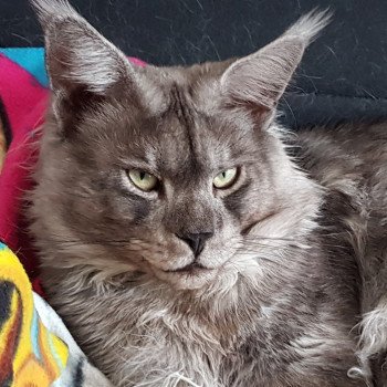 chat Maine coon Hummer Chatterie Pandemonium chat Maine coon Hummer Chatterie Pandemonium