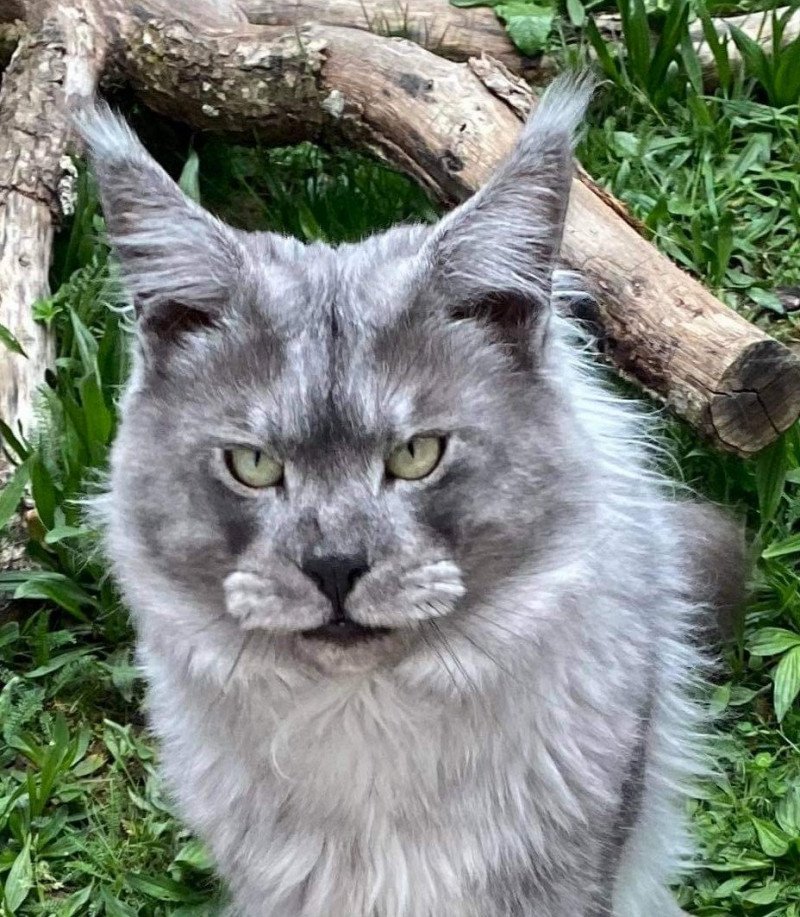 Hummer Mâle Maine coon