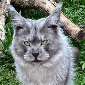 chat Maine coon black smoke Hummer Chatterie Pandemonium chat Maine coon black smoke Hummer Chatterie Pandemonium