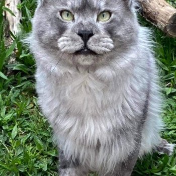 chat Maine coon black smoke Hummer Chatterie Pandemonium chat Maine coon black smoke Hummer Chatterie Pandemonium