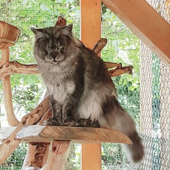 chat Maine coon black smoke Hummer Chatterie Pandemonium chat Maine coon black smoke Hummer Chatterie Pandemonium