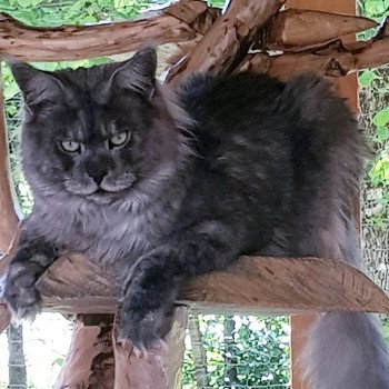 chat Maine coon black smoke Hummer Chatterie Pandemonium chat Maine coon black smoke Hummer Chatterie Pandemonium