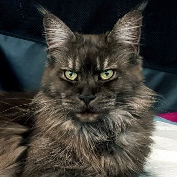 chat Maine coon black smoke Pandora Chatterie Pandemonium