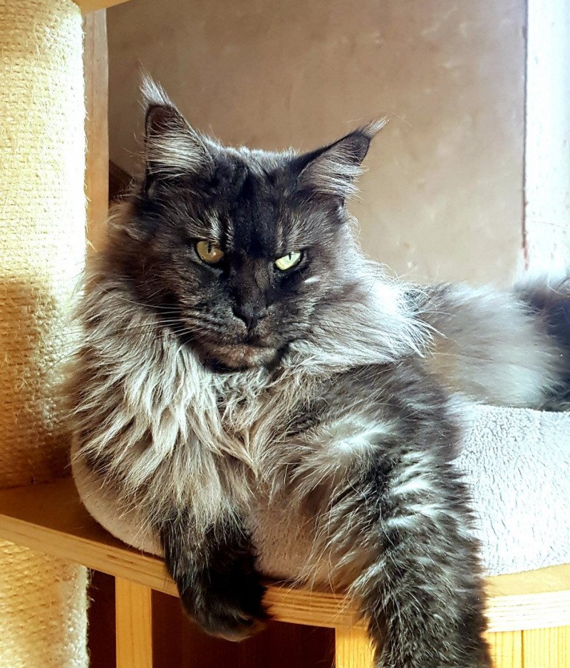 Pandora Femelle Maine coon