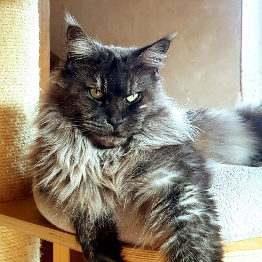 Pandora Femelle Maine coon