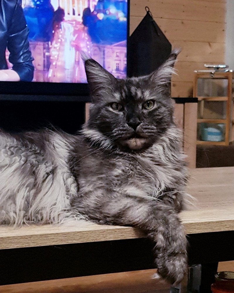 Plume Femelle Maine coon