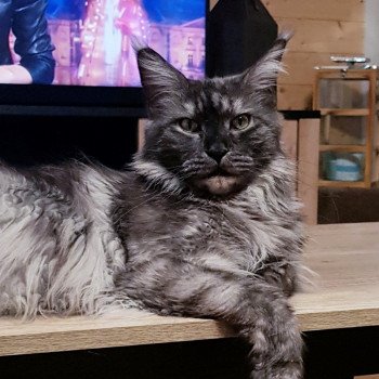 chat Maine coon Plume Chatterie Pandemonium