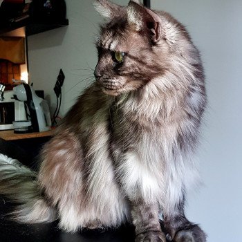 chat Maine coon black smoke Plume Chatterie Pandemonium chat Maine coon black smoke Plume Chatterie Pandemonium