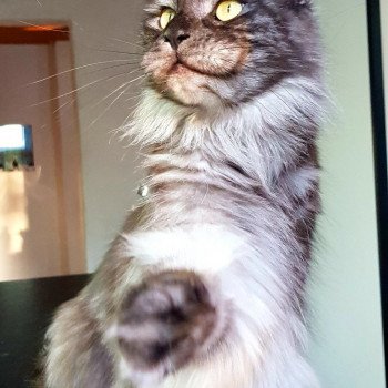 chat Maine coon black smoke Plume Chatterie Pandemonium chat Maine coon black smoke Plume Chatterie Pandemonium