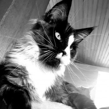 chat Maine coon black smoke & blanc Raise me up Nice Spirit Chatterie Pandemonium chat Maine coon black smoke & blanc Raise me up Nice Spirit Chatterie Pandemonium