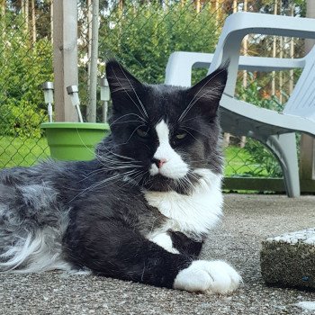 chat Maine coon black smoke & blanc Raise me up Nice Spirit Chatterie Pandemonium chat Maine coon black smoke & blanc Raise me up Nice Spirit Chatterie Pandemonium