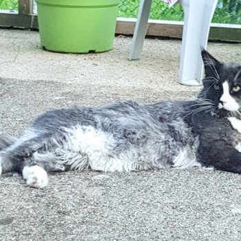 chat Maine coon black smoke & blanc Raise me up Nice Spirit Chatterie Pandemonium chat Maine coon black smoke & blanc Raise me up Nice Spirit Chatterie Pandemonium