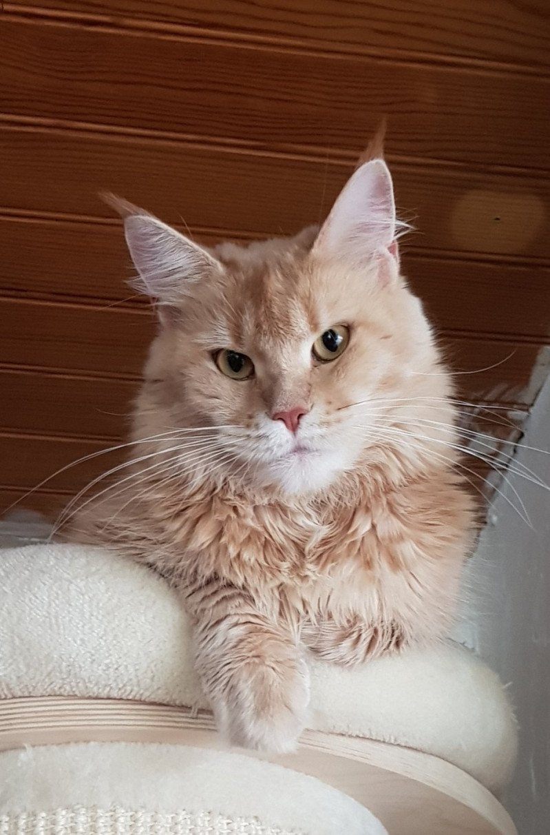 Night Rainbow's Revenga Femelle Maine coon