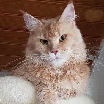 Night Rainbow's Revenga Femelle Maine coon
