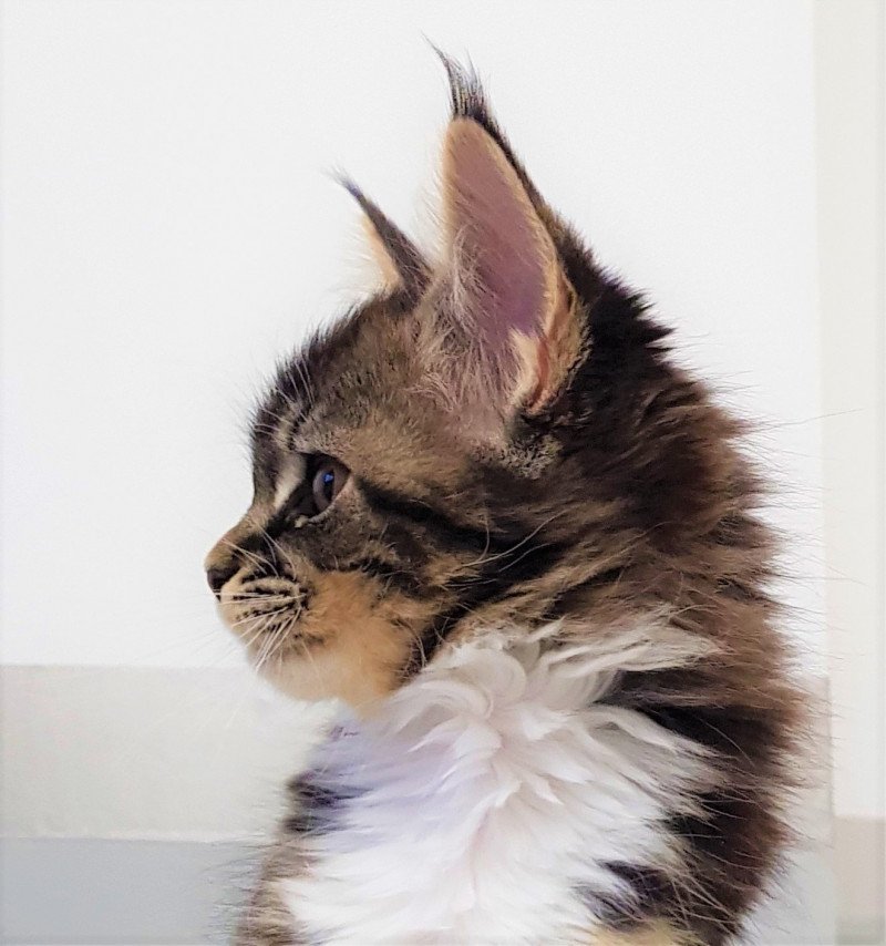 Pandemonium Samsara Femelle Maine coon Pandemonium Samsara Femelle Maine coon
