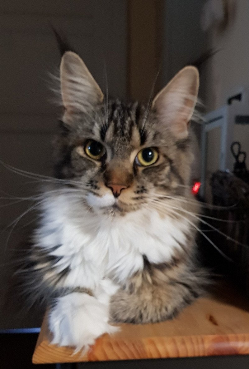 Pandemonium Samsara Femelle Maine coon Pandemonium Samsara Femelle Maine coon