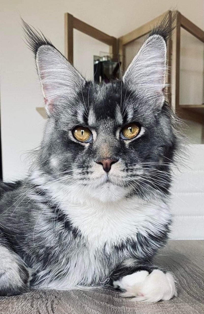 Pandemonium Secret Keeper Mâle Maine coon Pandemonium Secret Keeper Mâle Maine coon