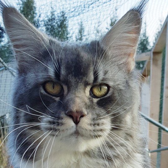 Pandemonium Secret Keeper Mâle Maine coon